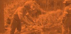 Forestal