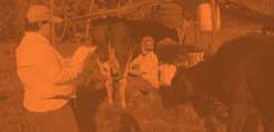 Pecuario